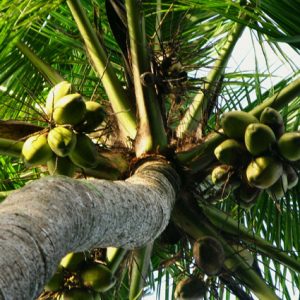 coconut tree in jamaica